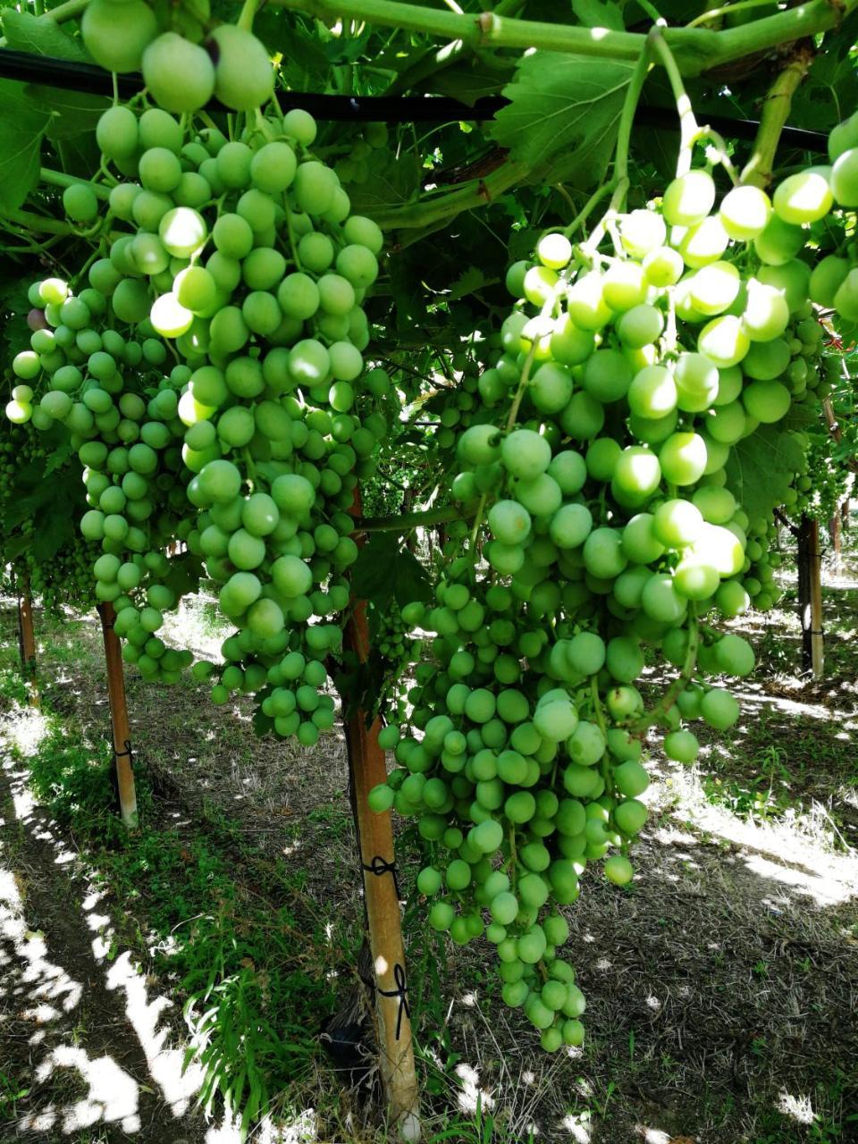Masseria Marico Castellaneta Kültér fotó